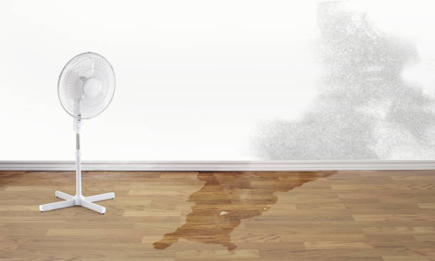 Best Water damage contractors near me  in New Miami, OH